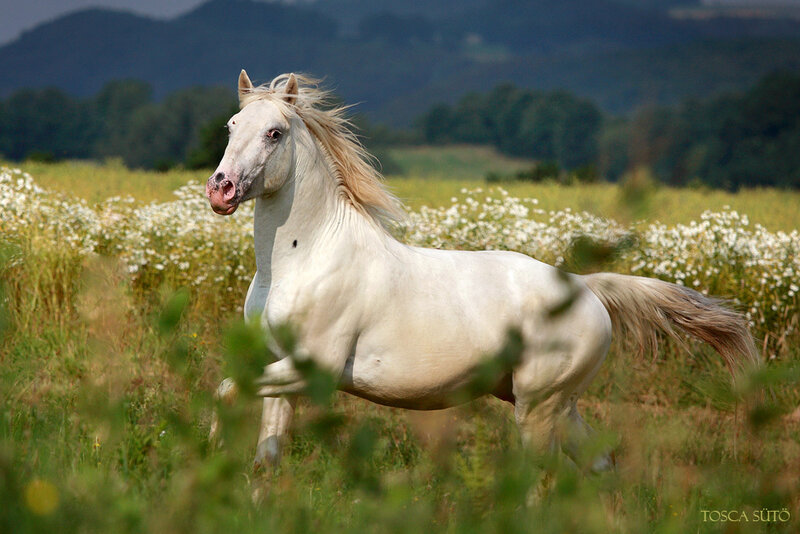 White Horse Running — Serene