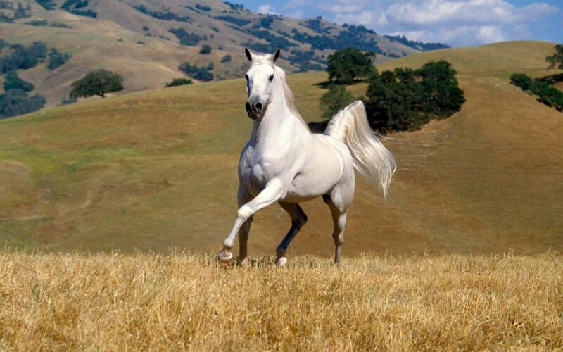 White Horse Running — Serene, Trees