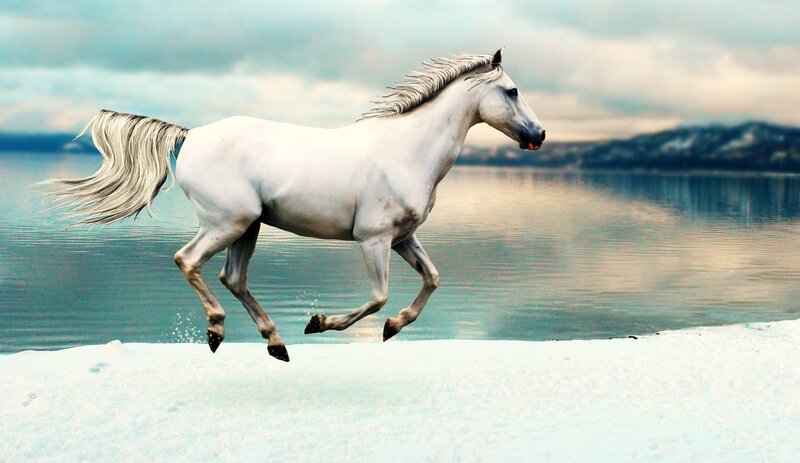 White Horse Running — Serene, Winter