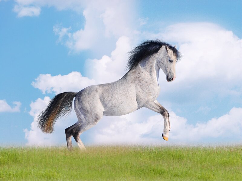 White Horse Running — Sky