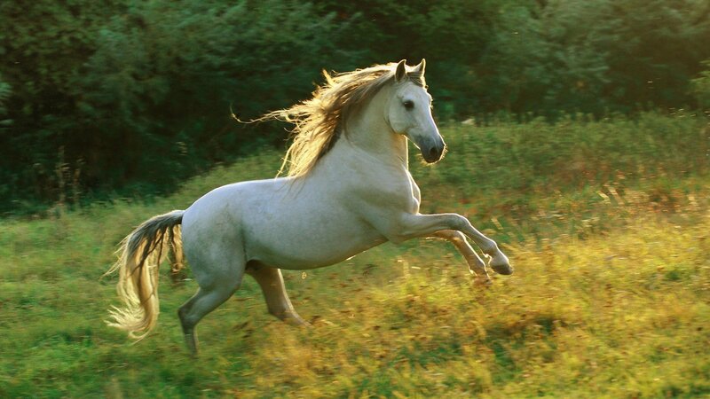 White Horse Running — Sunlight
