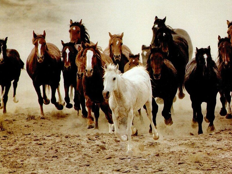 White Horse Running with Herd — Brown