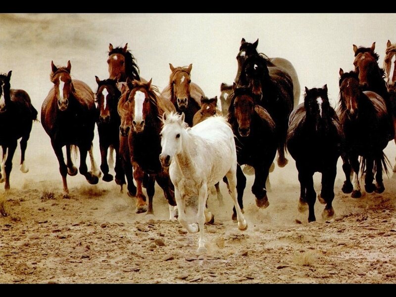 White Horse Running with Herd