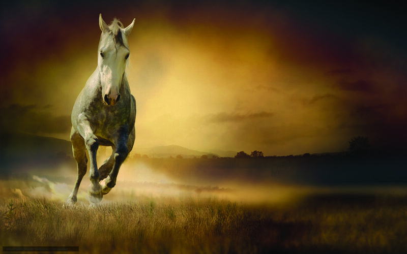 White Horse Running — Yellow, Dramatic, Sunset