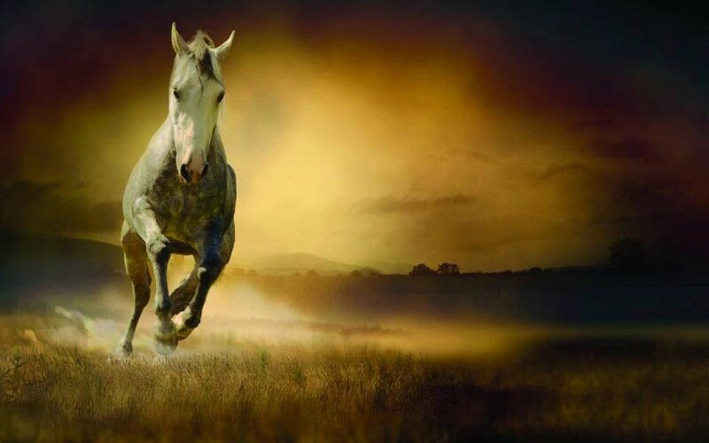 White Horse Running — Yellow, Dramatic