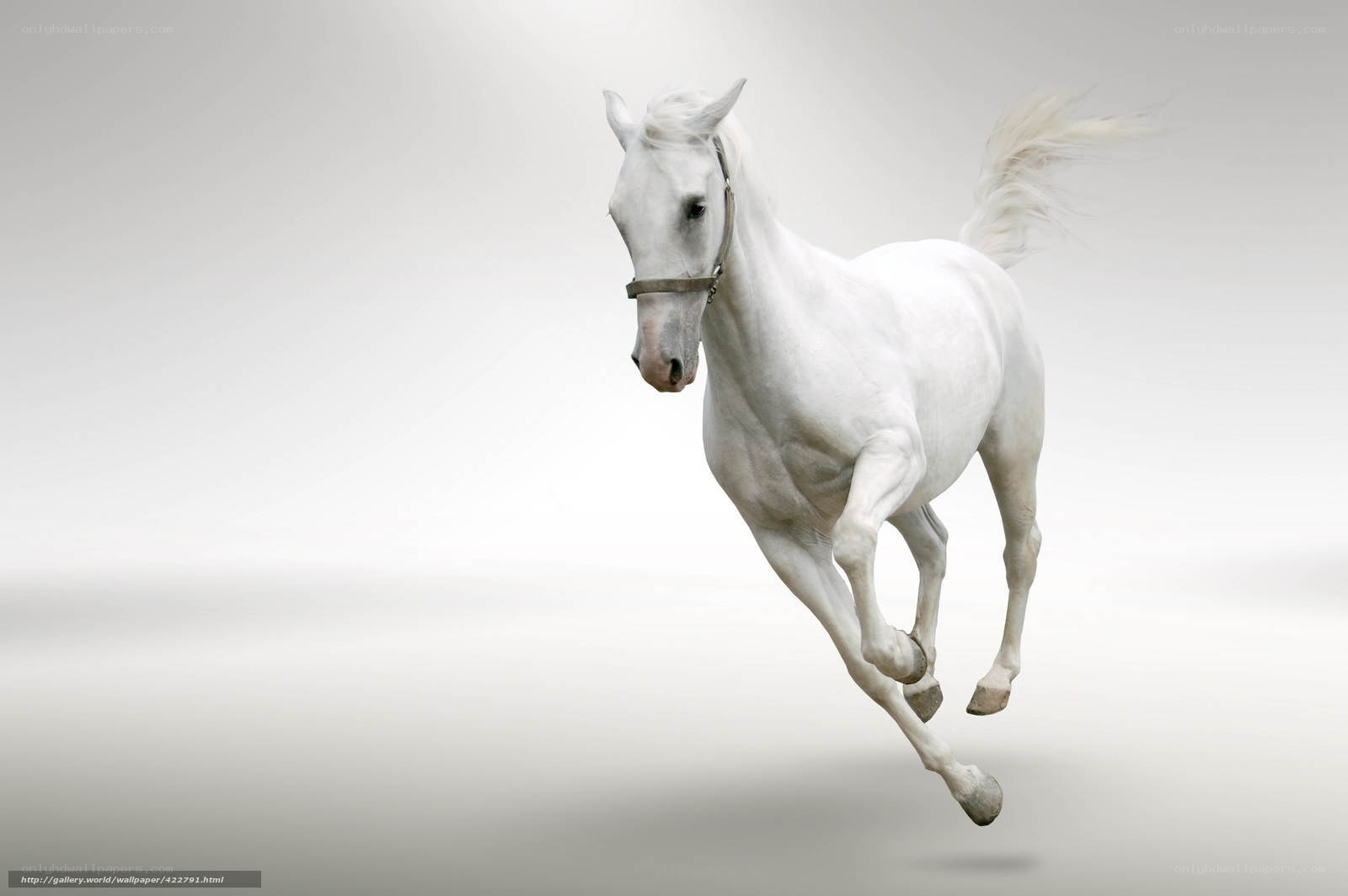 white horse running