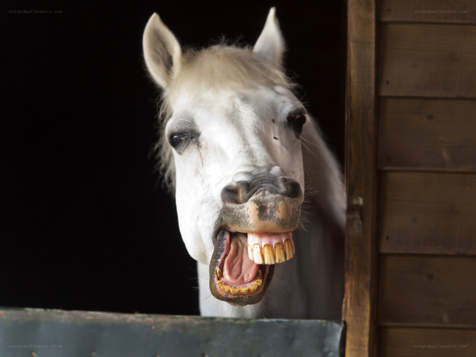 White horse showing teeth