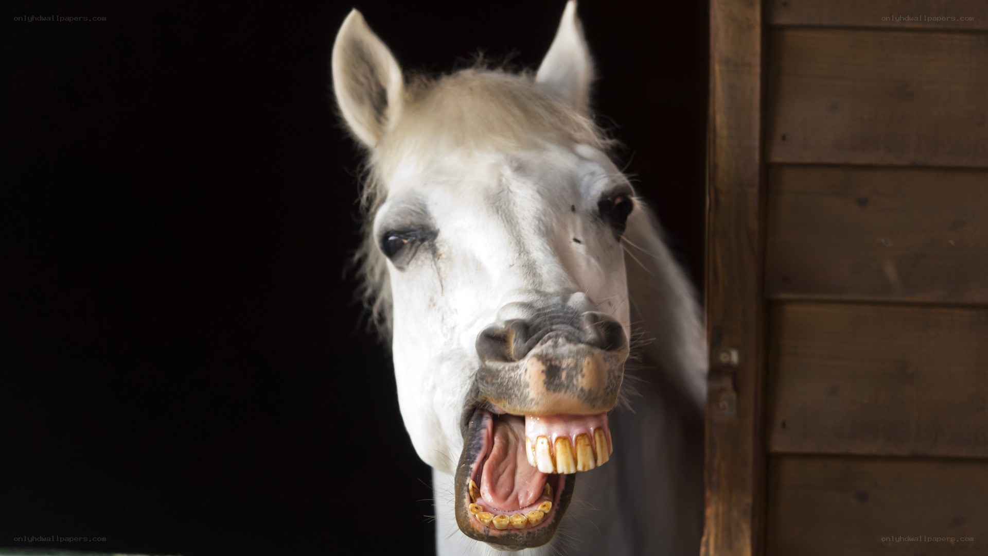 White horse showing teeth