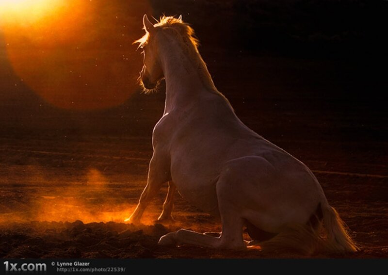 White Horse Sitting — Orange