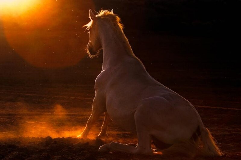 White Horse Sitting