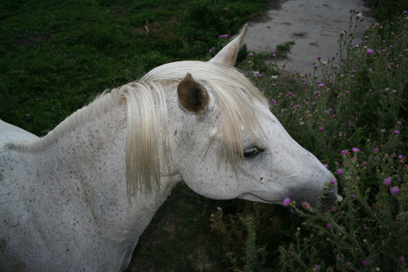 white horse sniffing flowers