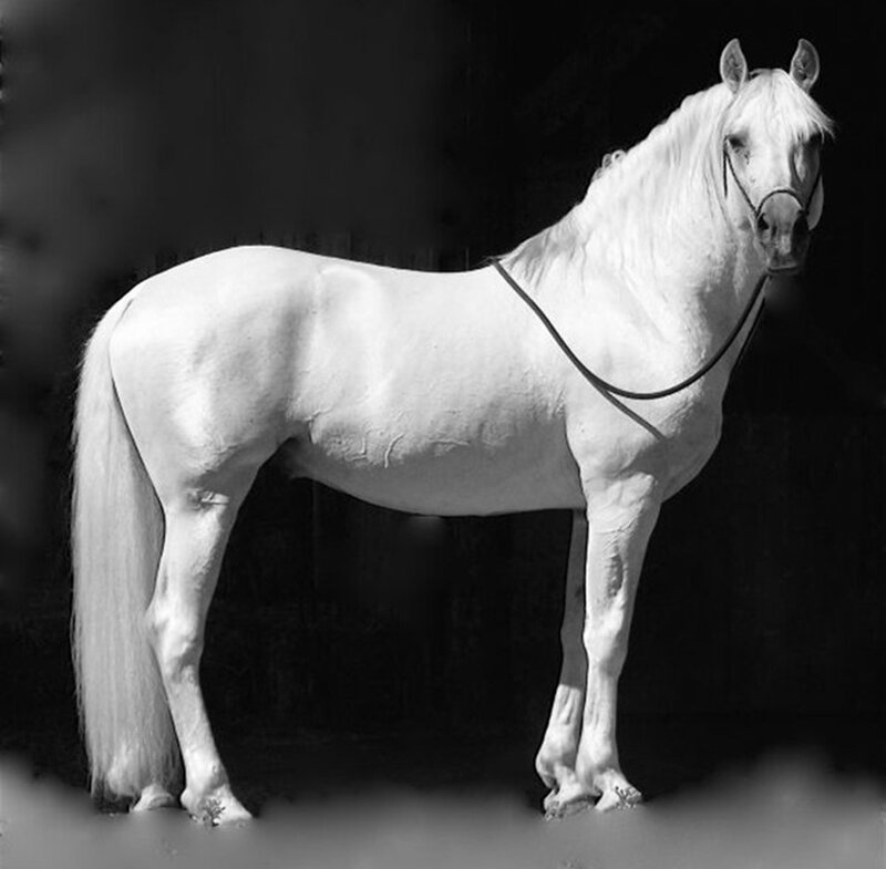 White Horse Standing — Black