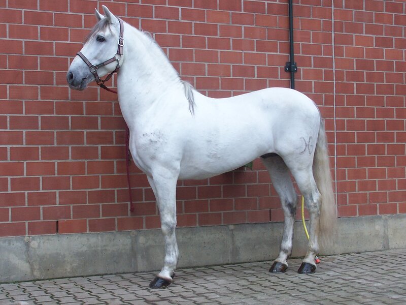 white horse standing by brick wall
