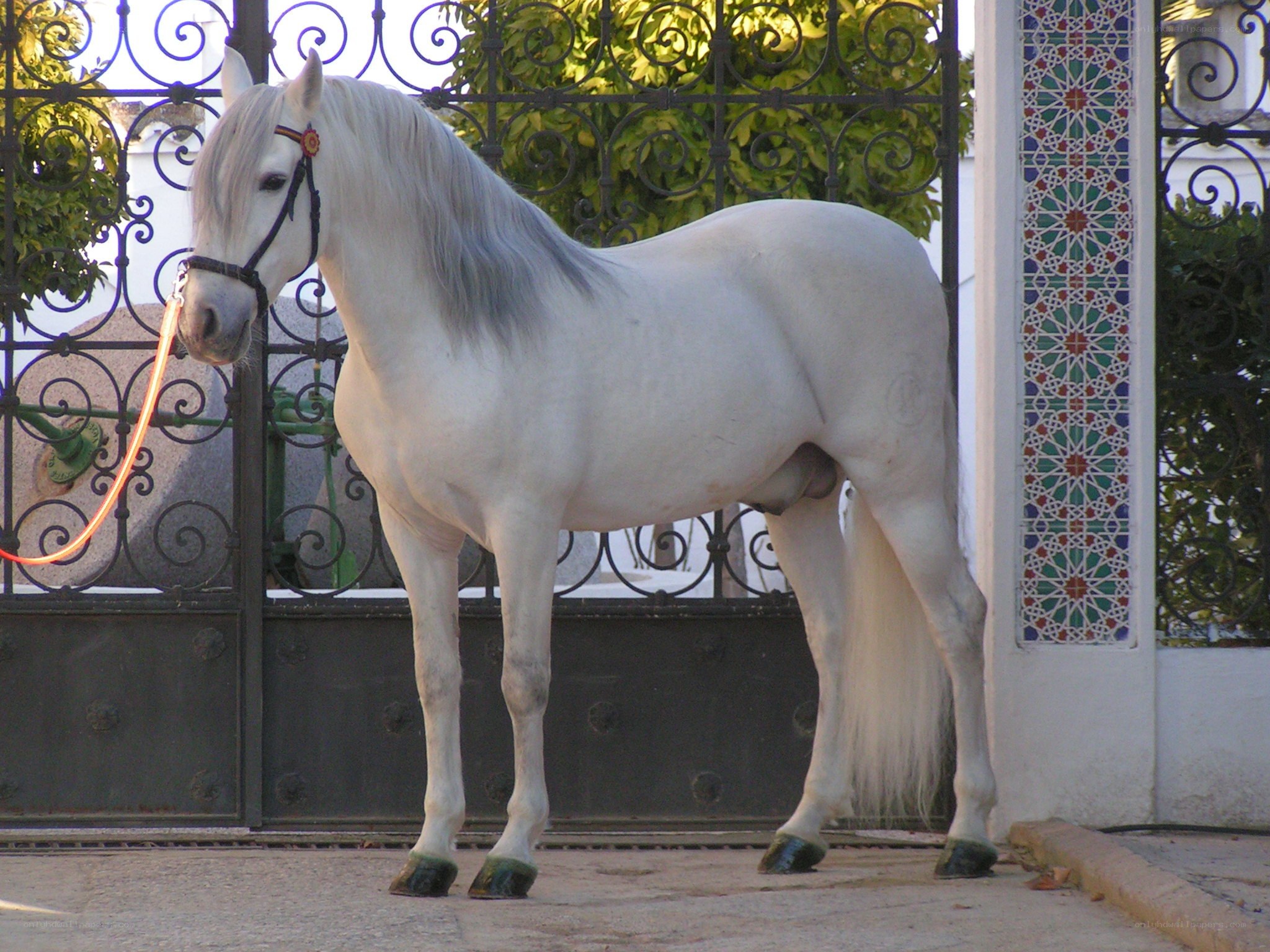 white horse standing by gate