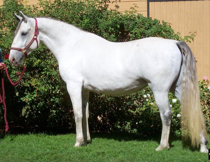 White Horse Standing — Calm, Afternoon, Photograph, Green Grass