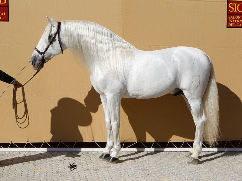 White Horse Standing — Calm, Afternoon, Photograph, Person