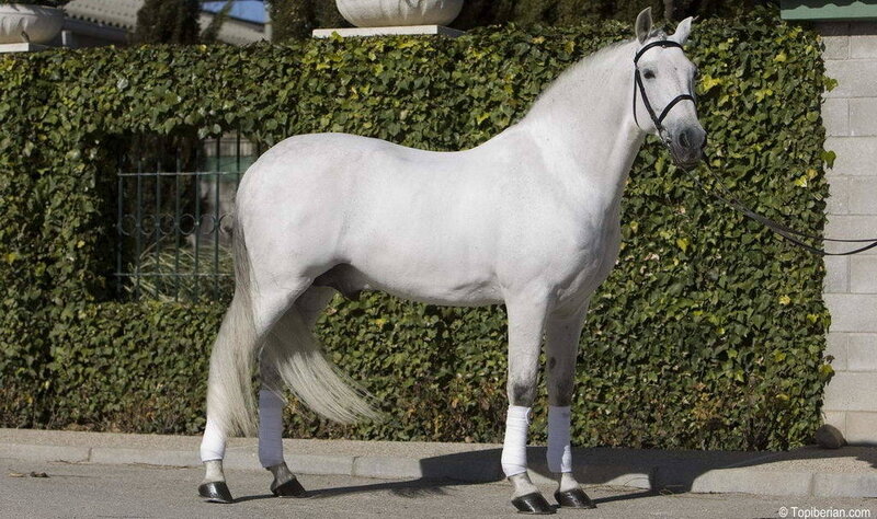 White Horse Standing — Calm, Afternoon, Photograph