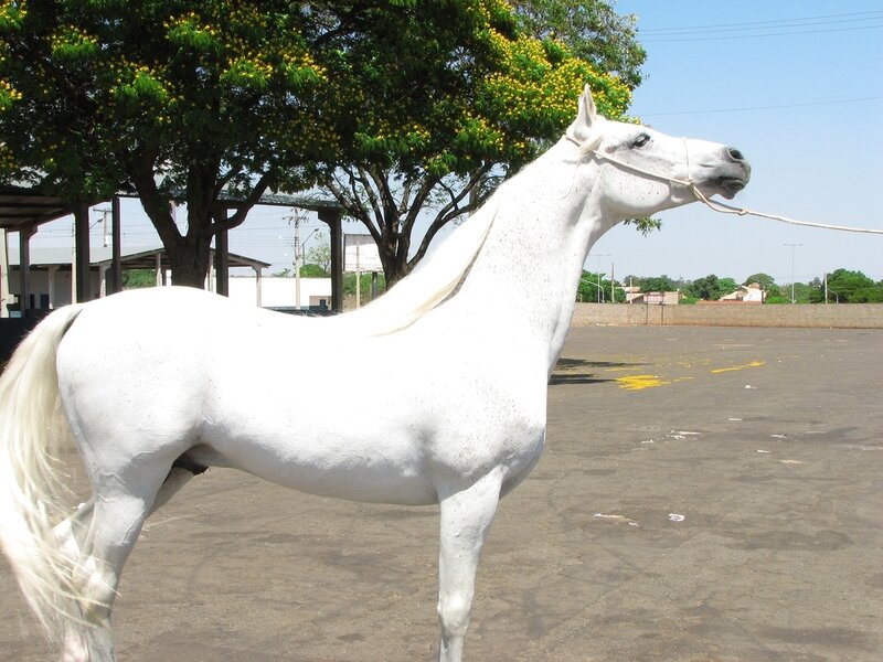 White Horse Standing — Calm, Afternoon, Photograph, Tree