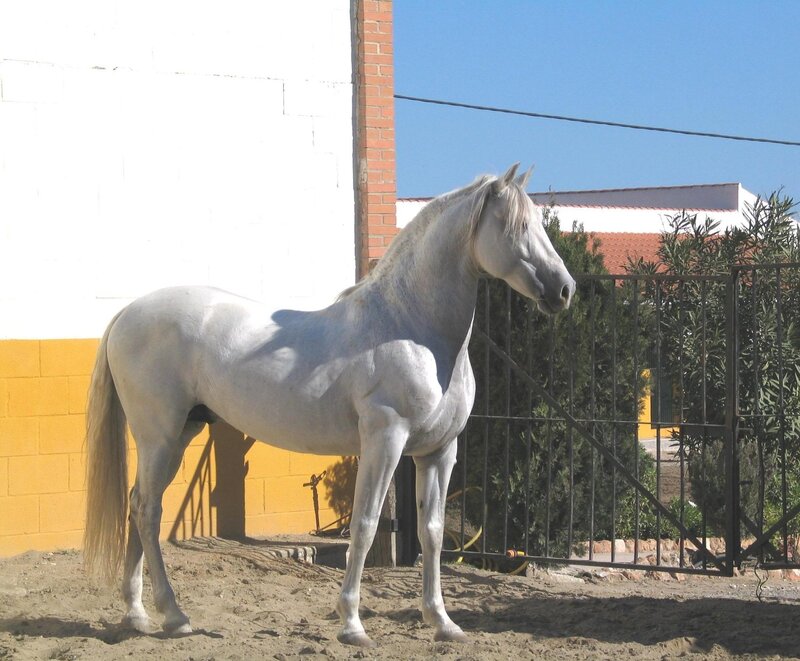 White Horse Standing — Calm, Afternoon
