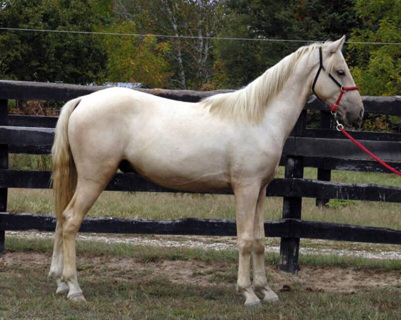 White Horse Standing — Calm, Autumn