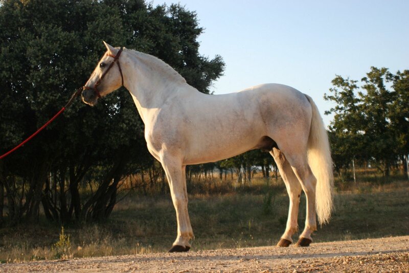 White Horse Standing — Calm, Sunset