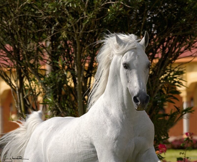 White Horse Standing — Calm