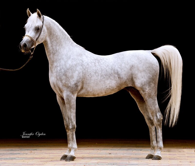 White Horse Standing — Dramatic, Photograph