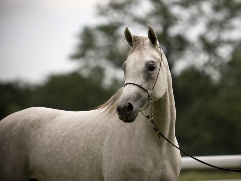 White Horse Standing — Gray, Calm