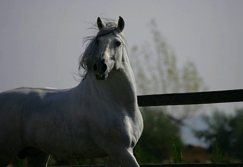 White Horse Standing — Gray