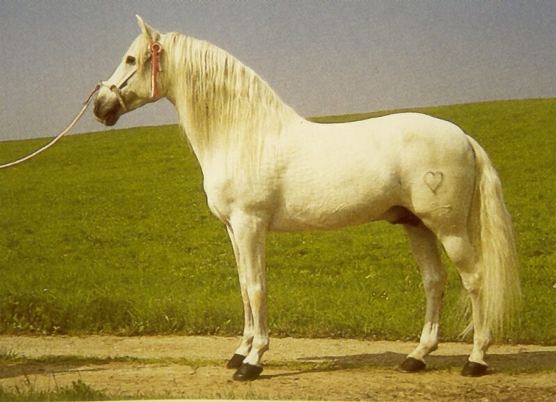 White Horse Standing — Green, Calm