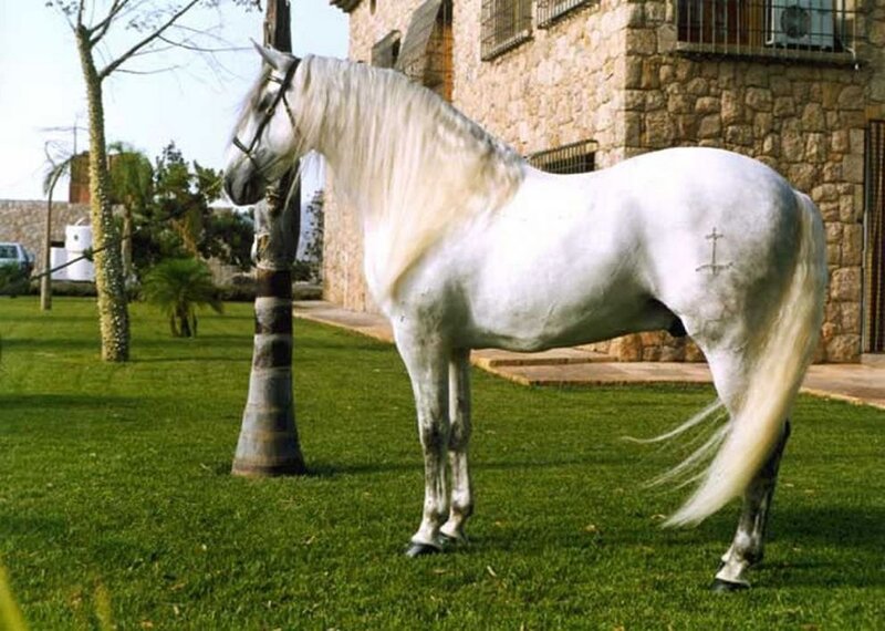 White Horse Standing — Green