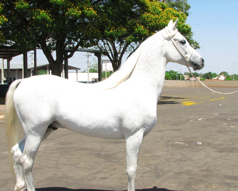 white horse standing in a lot