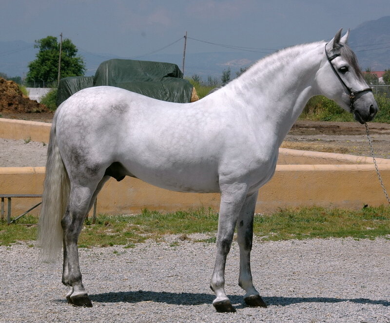 white horse standing in a paddock