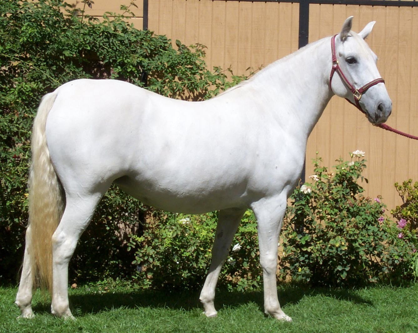 white horse standing in garden
