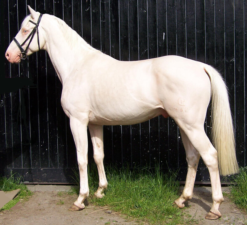 white horse standing in profile