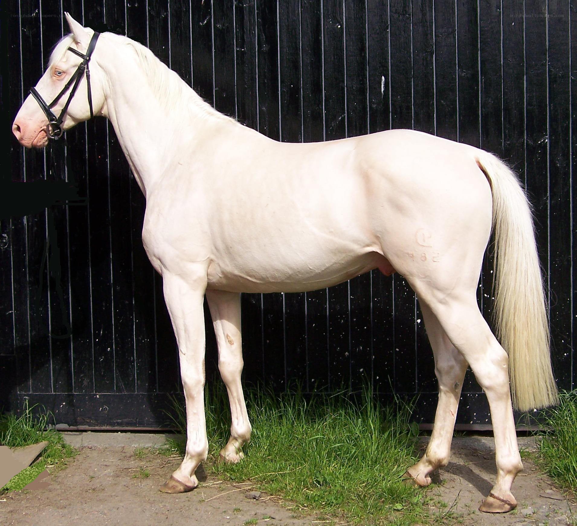 white horse standing in profile