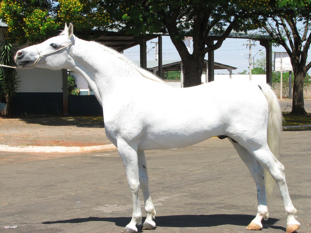 white horse standing outside