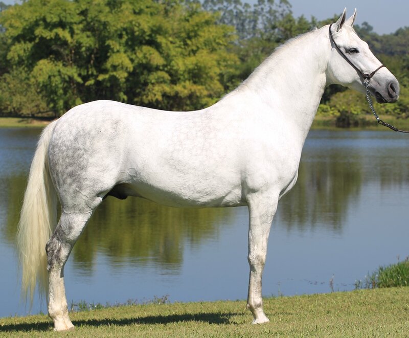 White Horse Standing — Serene