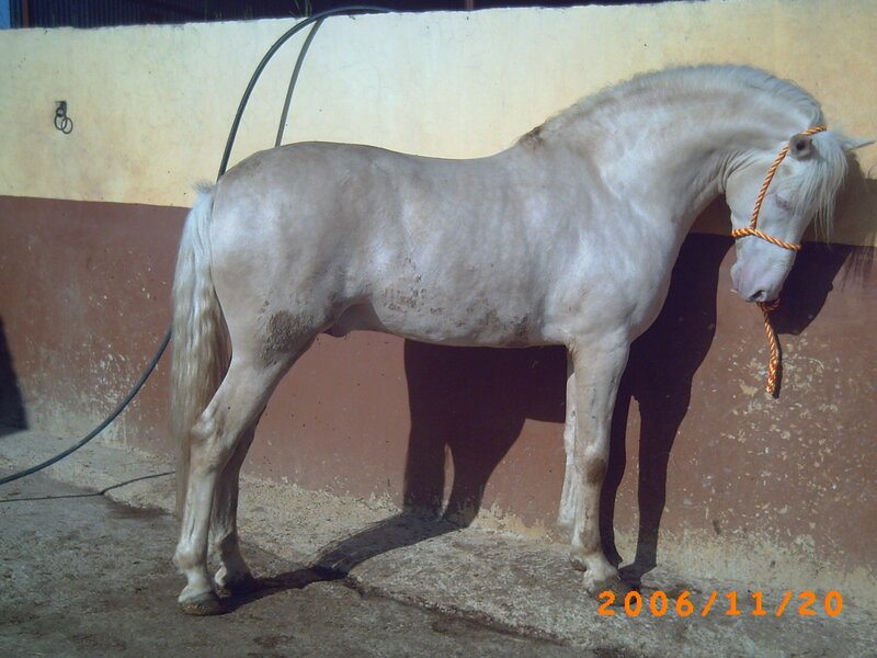 white horse standing