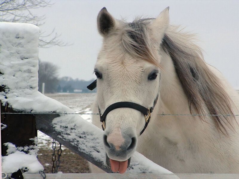 White Horse Sticking Out Tongue