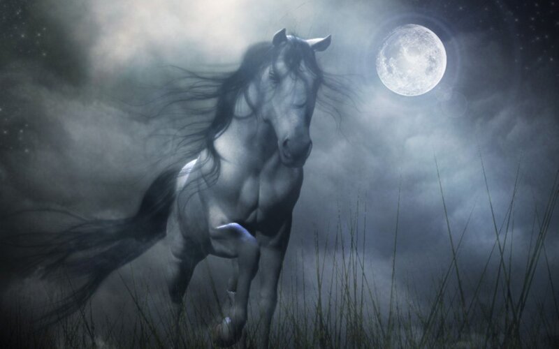 white horse under moonlight