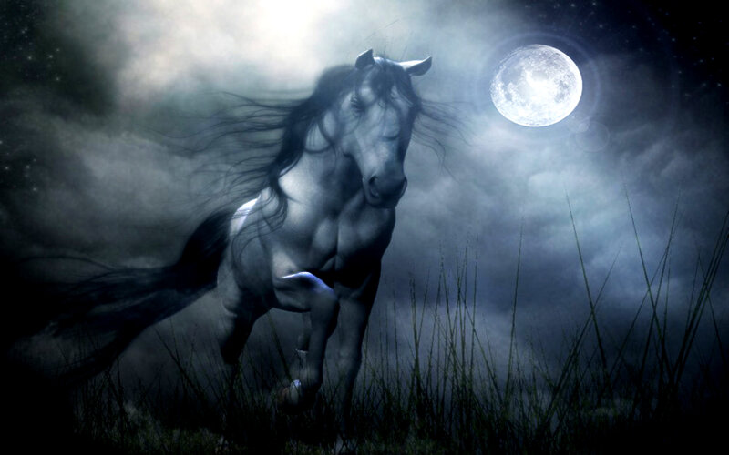 white horse under moonlight