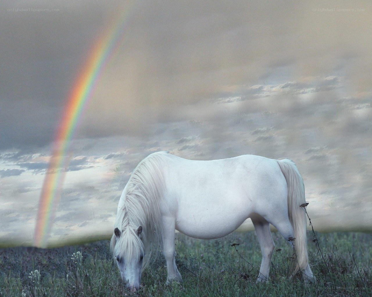 White horse under rainbow sky