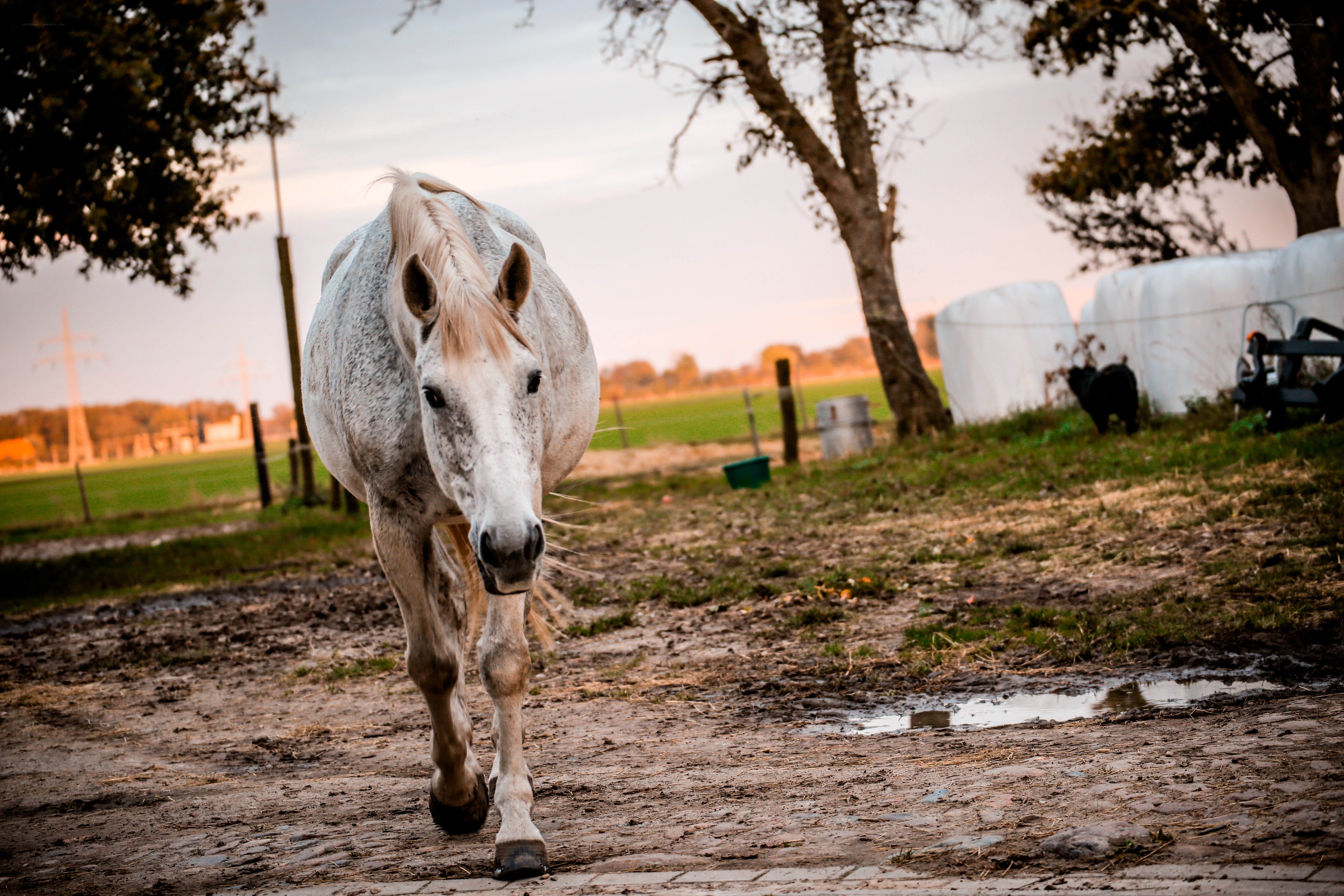 White horse walking on dirt path