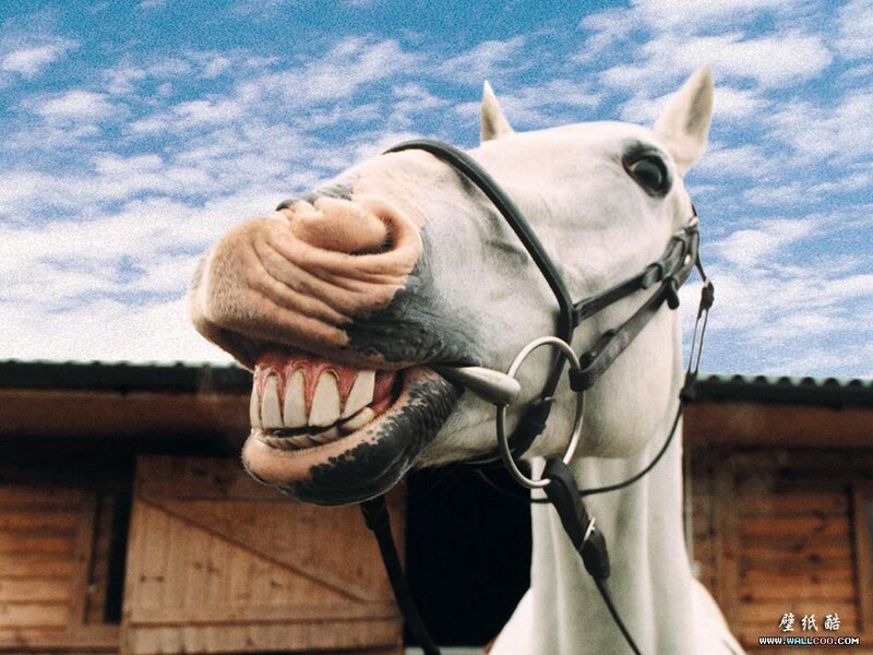 White Horse with Bared Teeth
