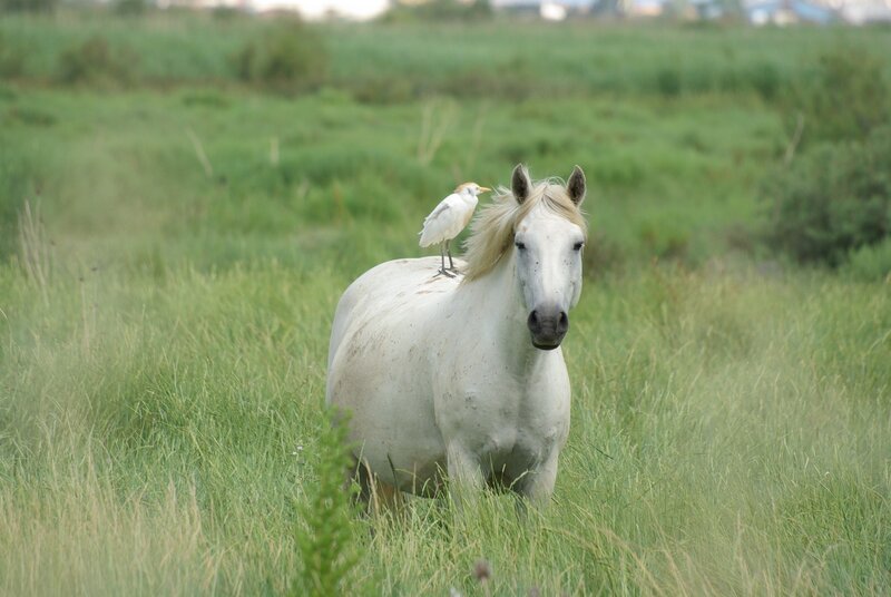 White Horse with Bird