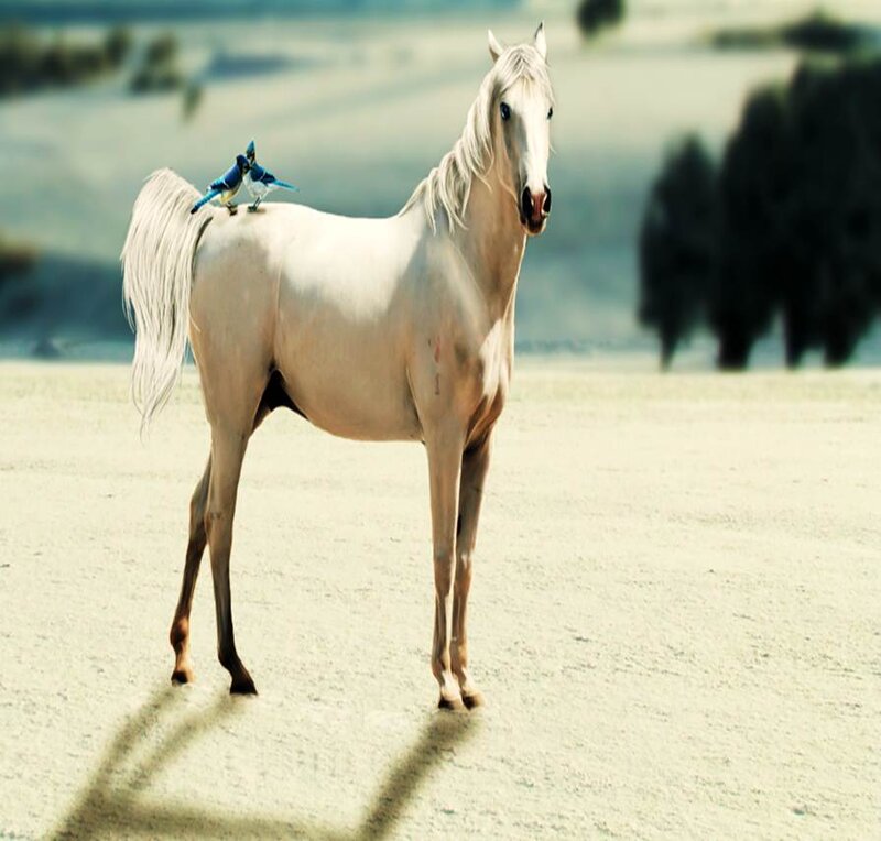 White Horse with Birds