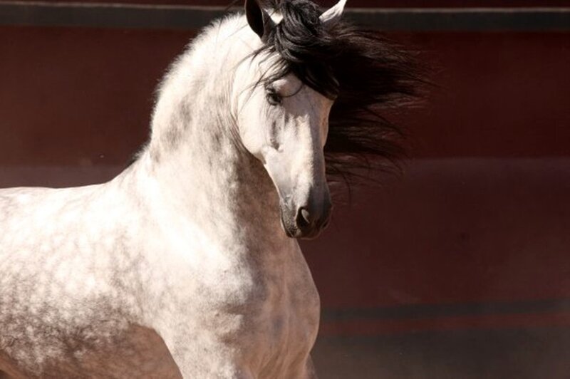 White Horse with Black Mane — Dynamic, Afternoon
