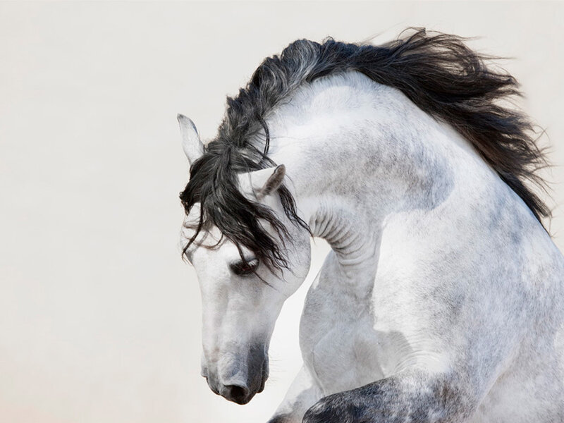 White Horse with Black Mane — Dynamic, Photograph