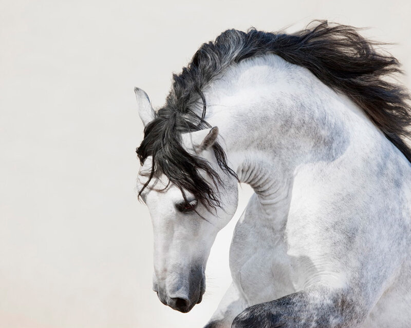 White Horse with Black Mane — Dynamic